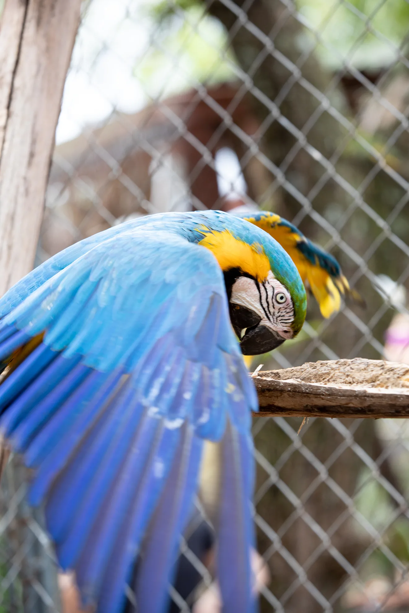 Arara de asas abertas