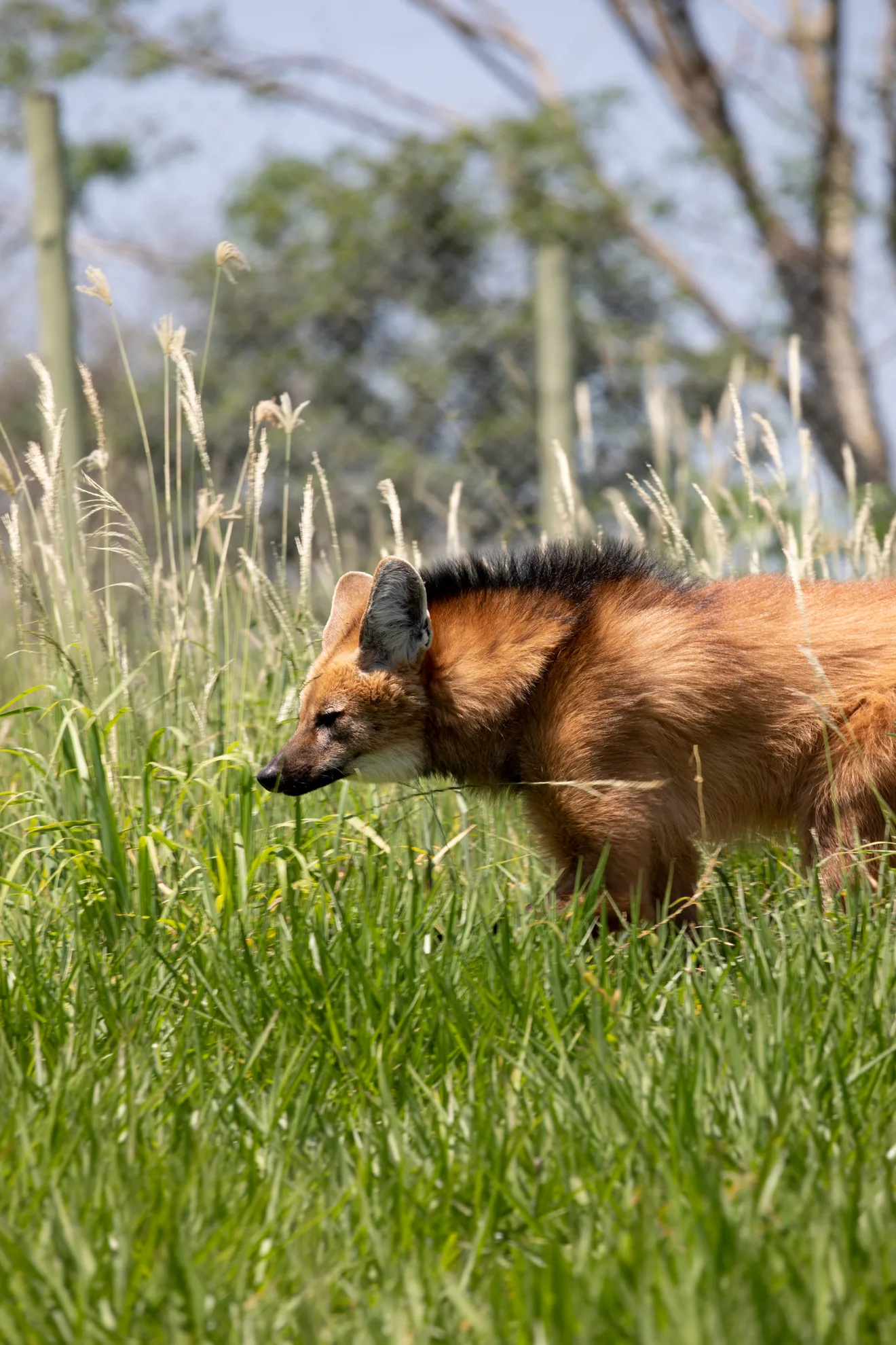 Canelinha, a lobo-guará, no recinto verde