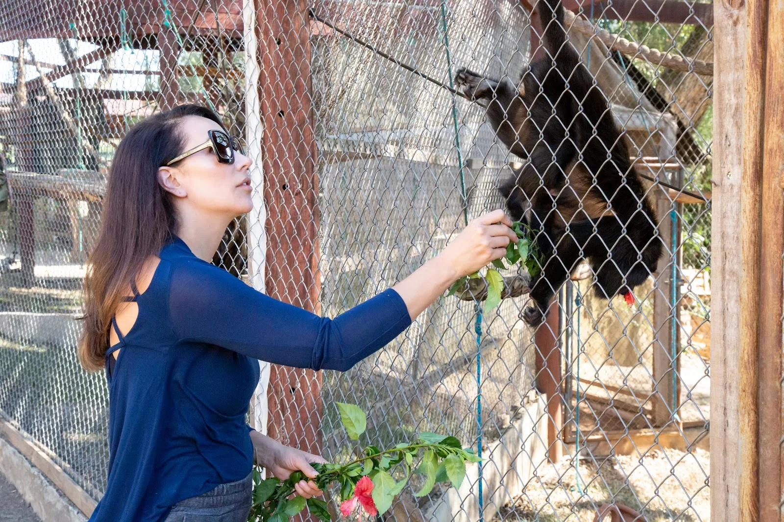 Cuidadora alimentando um macaco resgatado